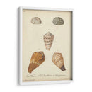 Conchas De Knorr Antiguo I - Knorr | Cuadro decorativo de Canvas Lab