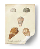 Conchas De Knorr Antiguo I - Knorr | Cuadro decorativo de Canvas Lab