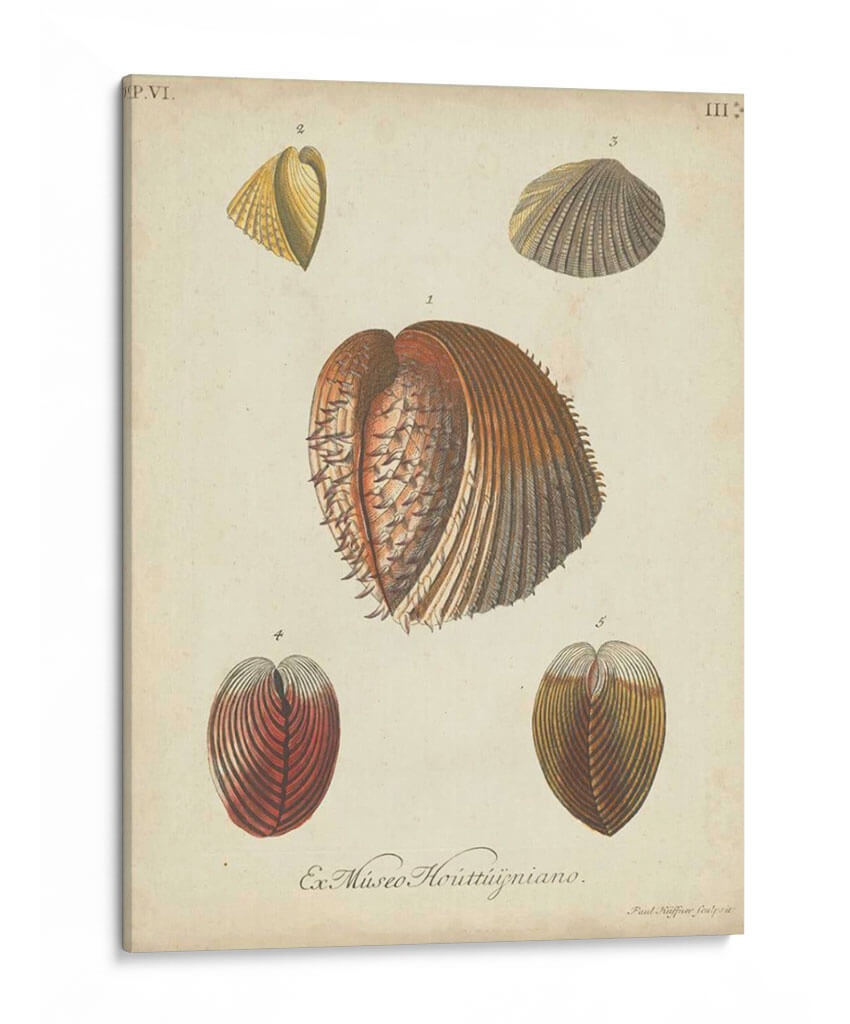 Conchas De Knorr Antiguo Ii - Knorr | Cuadro decorativo de Canvas Lab