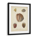 Conchas De Knorr Antiguo Ii - Knorr | Cuadro decorativo de Canvas Lab