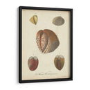 Conchas De Knorr Antiguo Ii - Knorr | Cuadro decorativo de Canvas Lab