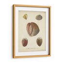 Conchas De Knorr Antiguo Ii - Knorr | Cuadro decorativo de Canvas Lab