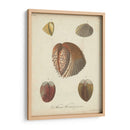 Conchas De Knorr Antiguo Ii - Knorr | Cuadro decorativo de Canvas Lab