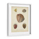 Conchas De Knorr Antiguo Ii - Knorr | Cuadro decorativo de Canvas Lab