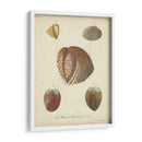 Conchas De Knorr Antiguo Ii - Knorr | Cuadro decorativo de Canvas Lab