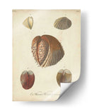 Conchas De Knorr Antiguo Ii - Knorr | Cuadro decorativo de Canvas Lab