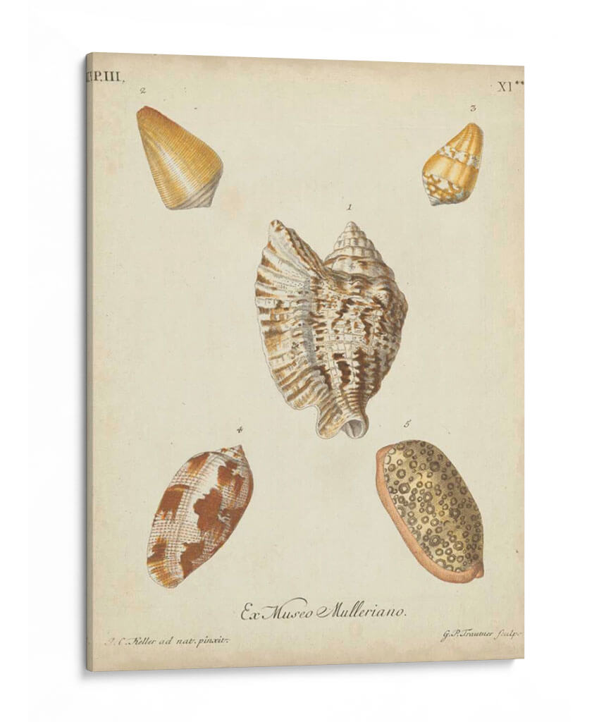 Conchas De Knorr Antiguo Iii - Knorr | Cuadro decorativo de Canvas Lab