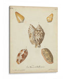 Conchas De Knorr Antiguo Iii - Knorr | Cuadro decorativo de Canvas Lab
