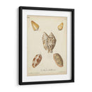Conchas De Knorr Antiguo Iii - Knorr | Cuadro decorativo de Canvas Lab