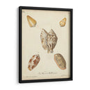 Conchas De Knorr Antiguo Iii - Knorr | Cuadro decorativo de Canvas Lab