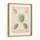 Conchas De Knorr Antiguo Iii - Knorr | Cuadro decorativo de Canvas Lab