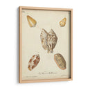 Conchas De Knorr Antiguo Iii - Knorr | Cuadro decorativo de Canvas Lab