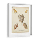 Conchas De Knorr Antiguo Iii - Knorr | Cuadro decorativo de Canvas Lab