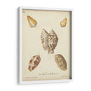 Conchas De Knorr Antiguo Iii - Knorr | Cuadro decorativo de Canvas Lab