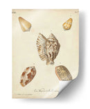 Conchas De Knorr Antiguo Iii - Knorr | Cuadro decorativo de Canvas Lab