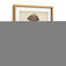 Cáscaras De Knorr Antiguo V - Knorr | Cuadro decorativo de Canvas Lab