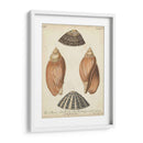Cáscaras De Knorr Antiguo V - Knorr | Cuadro decorativo de Canvas Lab
