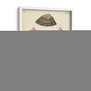 Cáscaras De Knorr Antiguo V - Knorr | Cuadro decorativo de Canvas Lab