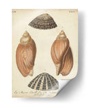 Cáscaras De Knorr Antiguo V - Knorr | Cuadro decorativo de Canvas Lab