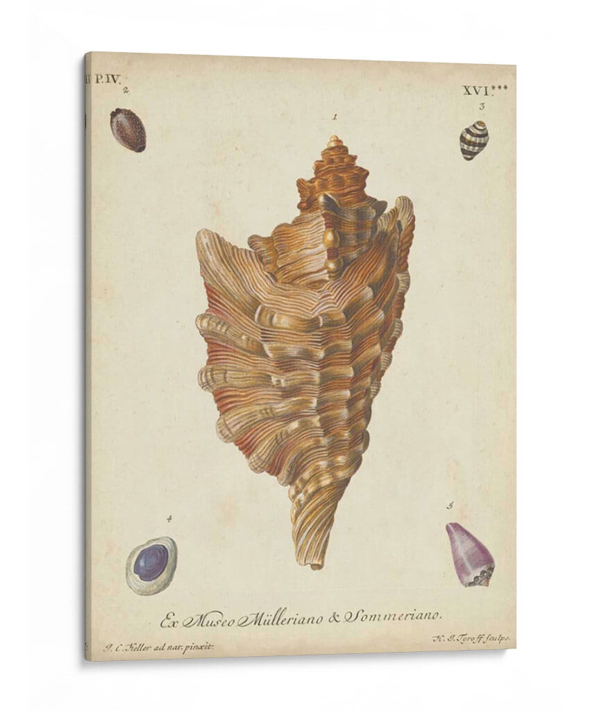 Conchas De Knorr Antiguo Vi - Knorr | Cuadro decorativo de Canvas Lab