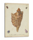 Conchas De Knorr Antiguo Vi - Knorr | Cuadro decorativo de Canvas Lab