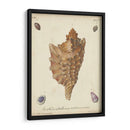 Conchas De Knorr Antiguo Vi - Knorr | Cuadro decorativo de Canvas Lab