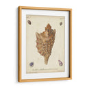 Conchas De Knorr Antiguo Vi - Knorr | Cuadro decorativo de Canvas Lab