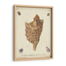 Conchas De Knorr Antiguo Vi - Knorr | Cuadro decorativo de Canvas Lab