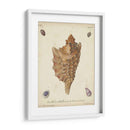 Conchas De Knorr Antiguo Vi - Knorr | Cuadro decorativo de Canvas Lab