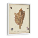 Conchas De Knorr Antiguo Vi - Knorr | Cuadro decorativo de Canvas Lab