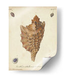 Conchas De Knorr Antiguo Vi - Knorr | Cuadro decorativo de Canvas Lab