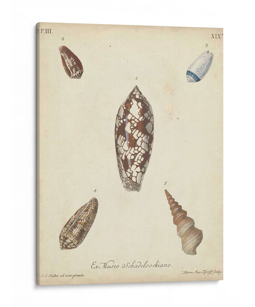 Conchas De Knorr Antiguo Vii - Knorr | Cuadro decorativo de Canvas Lab