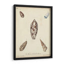 Conchas De Knorr Antiguo Vii - Knorr | Cuadro decorativo de Canvas Lab