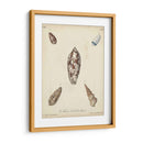 Conchas De Knorr Antiguo Vii - Knorr | Cuadro decorativo de Canvas Lab