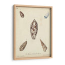 Conchas De Knorr Antiguo Vii - Knorr | Cuadro decorativo de Canvas Lab