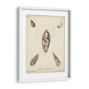 Conchas De Knorr Antiguo Vii - Knorr | Cuadro decorativo de Canvas Lab