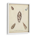 Conchas De Knorr Antiguo Vii - Knorr | Cuadro decorativo de Canvas Lab
