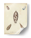 Conchas De Knorr Antiguo Vii - Knorr | Cuadro decorativo de Canvas Lab
