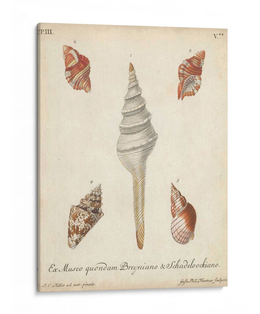 Conchas De Knorr Antiguo Ix - Knorr | Cuadro decorativo de Canvas Lab