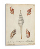 Conchas De Knorr Antiguo Ix - Knorr | Cuadro decorativo de Canvas Lab