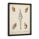 Conchas De Knorr Antiguo Ix - Knorr | Cuadro decorativo de Canvas Lab