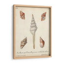 Conchas De Knorr Antiguo Ix - Knorr | Cuadro decorativo de Canvas Lab