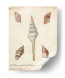 Conchas De Knorr Antiguo Ix - Knorr | Cuadro decorativo de Canvas Lab