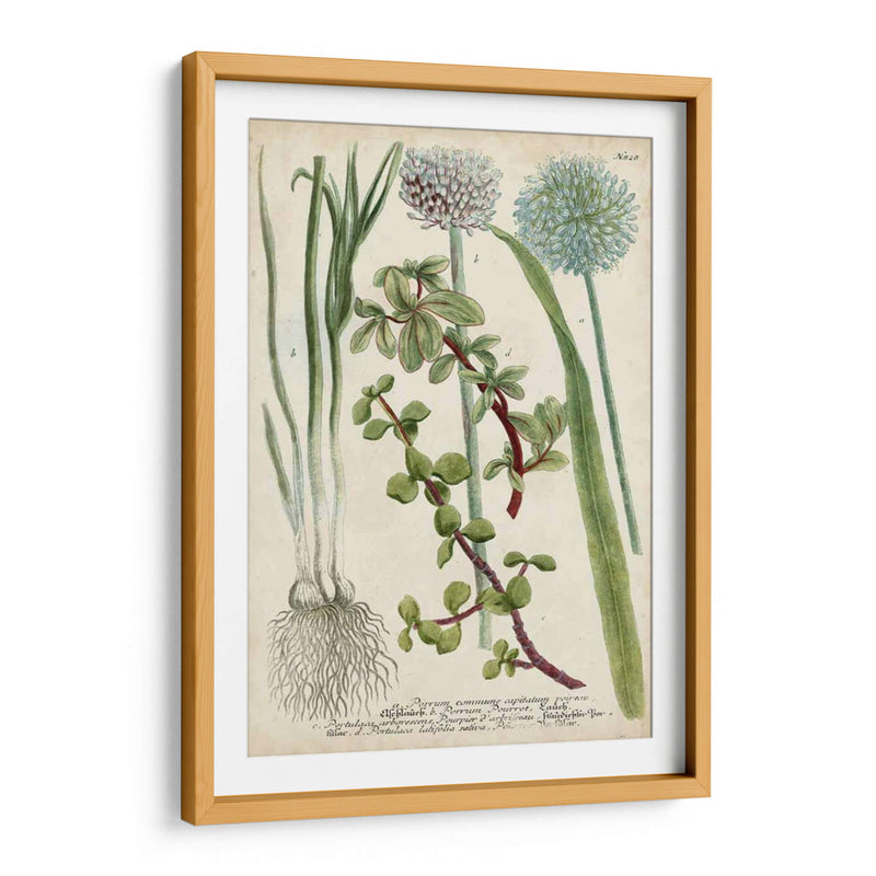 Allium - Weinmann | Cuadro decorativo de Canvas Lab