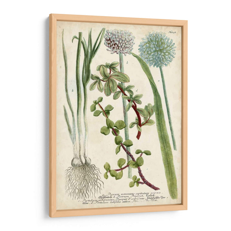 Allium - Weinmann | Cuadro decorativo de Canvas Lab