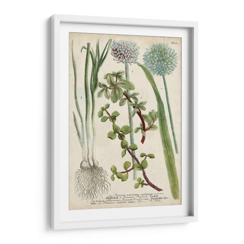 Allium - Weinmann | Cuadro decorativo de Canvas Lab