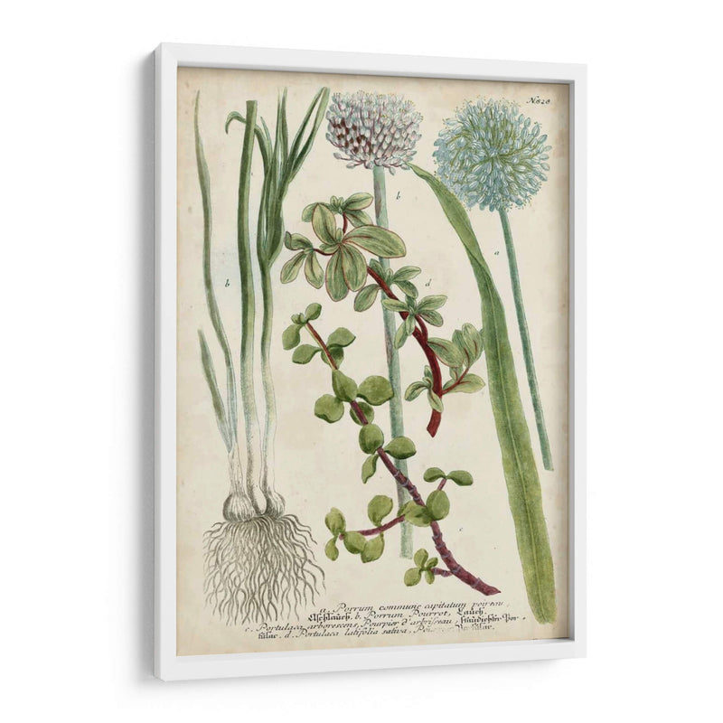 Allium - Weinmann | Cuadro decorativo de Canvas Lab