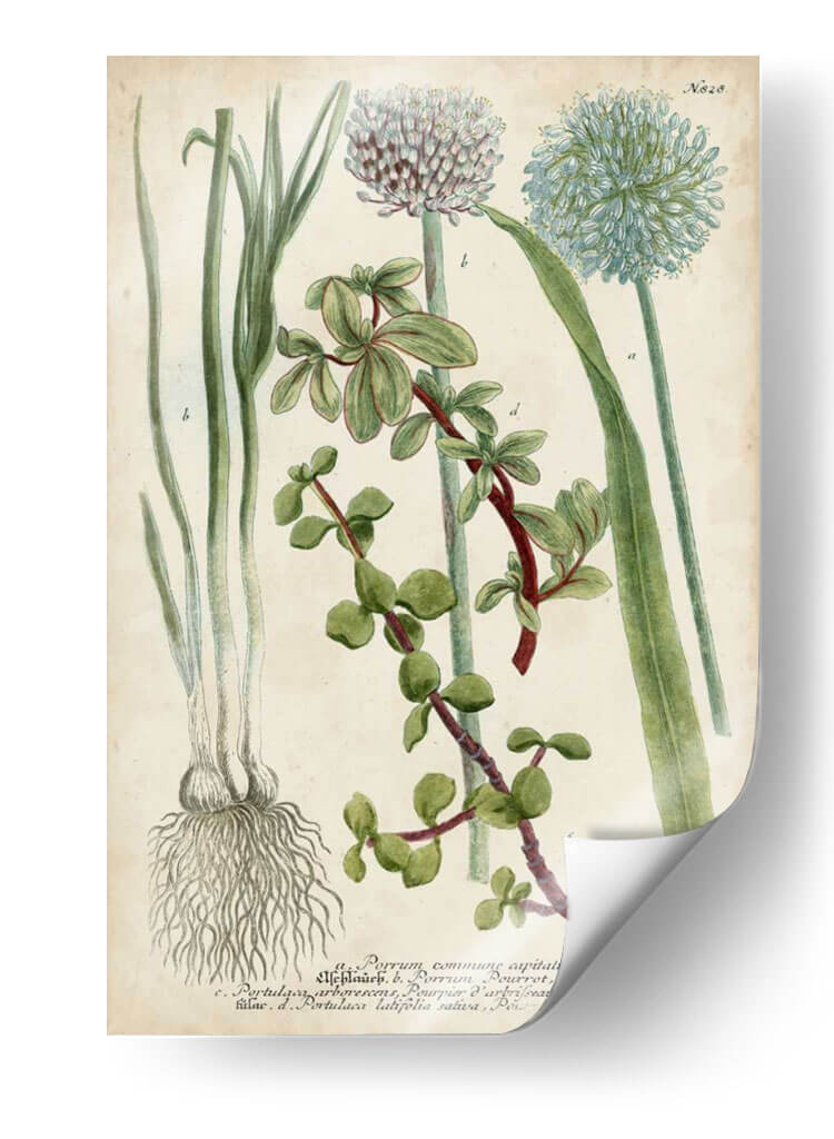 Allium - Weinmann | Cuadro decorativo de Canvas Lab