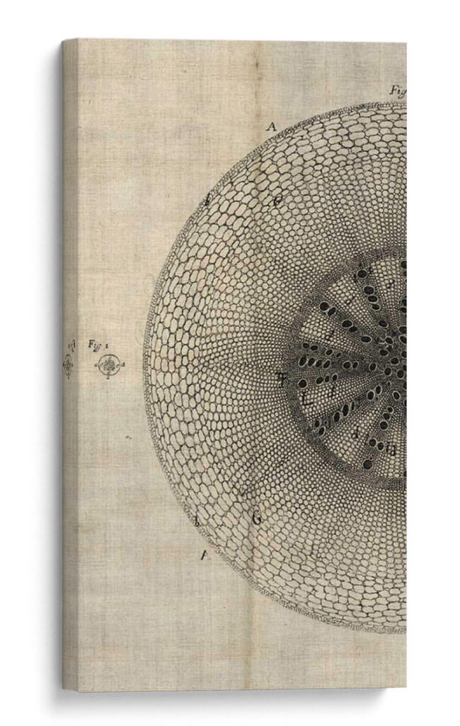 Corte Cruzado Iv Izquierda - John Butler | Cuadro decorativo de Canvas Lab