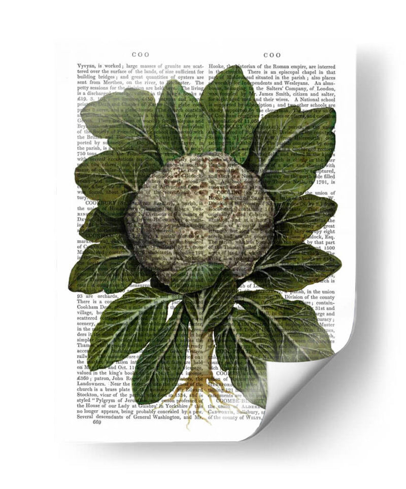 Coliflor - Fab Funky | Cuadro decorativo de Canvas Lab